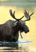 MONTANA